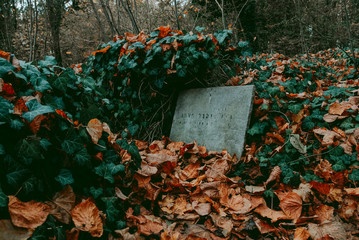 One of graves covered with ivy and autumn leaves in abandoned Bohnice cemetery, urbex in Prague 