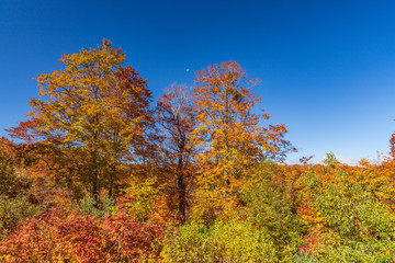 Naklejka premium Towada Hachimantai National Park in autumn