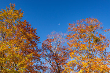 Towada Hachimantai National Park in autumn