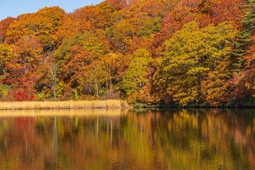 Fototapeta premium Towada Hachimantai National Park in autumn