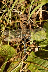 A male Migrant Hawker (Aeshna mixta) dragonfly at rest on a dead leaf.