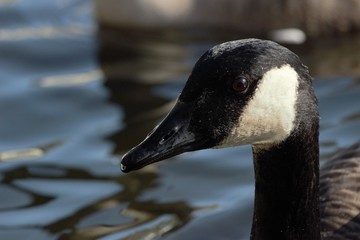 Close up of a Canada Goose (Branta canadensis)