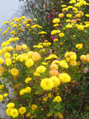 field of yellow flowers