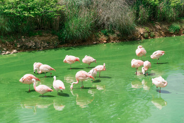 des flamants roses dans l'eau turquoise 