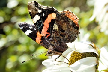 A Red Admiral (Vanessa atalanta) butterfly feeding from a daisy.