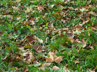 Detail of leaves on grass fallen from chestnut trees in autumn, which create textures with warm colors all over the background.