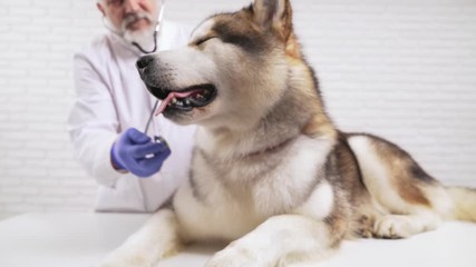 Aged vet doctor listening dog heart by stethoscope in clinic