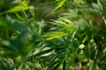 Cannabis sativa, marihuana leaves, photography of medical plant.