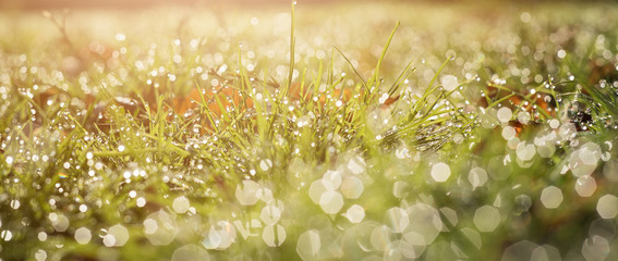 Ecology blurred background of green grass and rain drops f water. Banner