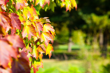 Multi-colored maple leaves.