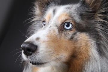 Sheltie Gesicht