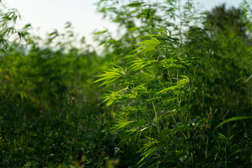 Fototapeta premium Cannabis sativa, marihuana leaves, photography of medical plant.