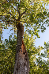 Fototapeta premium live tree split open and hollowed out but still growing