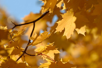 Beautiful colorful leaves in autumn forest. Red, orange, yellow and brown autumn leafs. Maple foliage. Seasonal background.