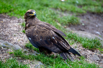 Eagle in the nature