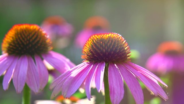 Echinacea flowers field close up with sun flares. Beautiful nature scene with blooming medical Echinacea in sun flare. Sunny day. Summer flowers. Echinacea background. 4K UHD slow motion video