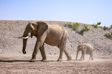 Eléphant adulte de profile marche devant son bébé éléphanteau très jeune dans le désert en Namibie - Afrique