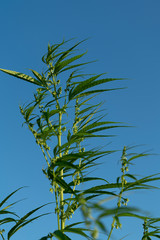 Cannabis sativa, marihuana leaves, photography of medical plant.
