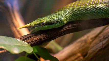 close up of a Vietnamese long-nosed snake