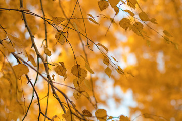 Background of yellow leaves on a golden autumn tree. Selective focus.