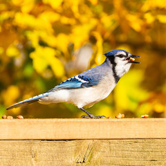 Closeup of a blue jay perched on a wooden deck railing, eating shelled peanuts, against a  blurred gold  background of fall foliage.