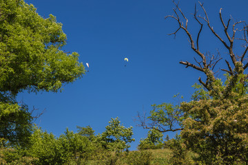 Paragliders above south moravia, Pálava, czech republic