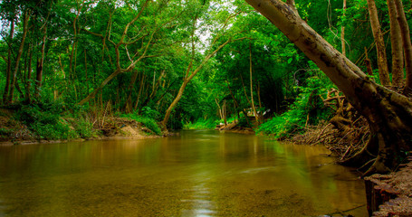 The stream River in the  forest