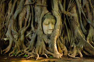 Buddha's head statue Cover by Ancient Tree Roots