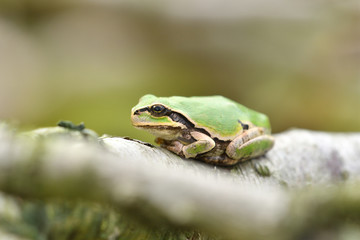 アマガエル