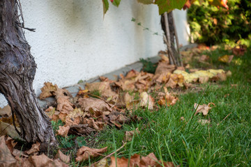 Weinstock Weinlaub