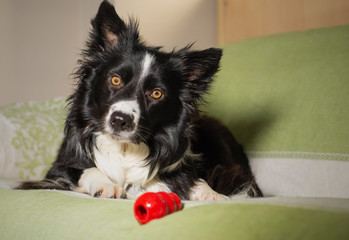Beautiful portrait of a border collie puppy with his game on the sofa gazing into the camera
