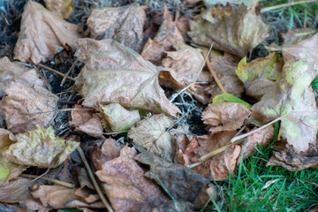 Herbst
