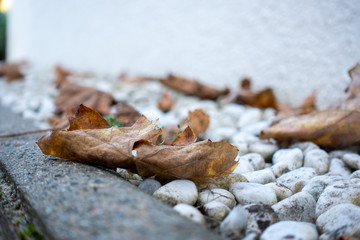 Herbst