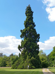 Obraz premium Un séquoïa géant