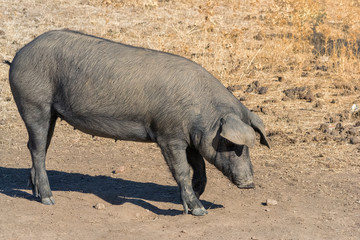 Iberian pig
