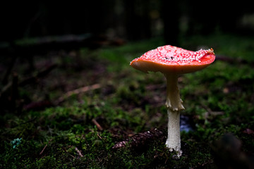 fly agaric mushroom in the forest