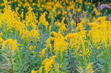 セイタカアワダチソウ