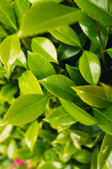 green leaves background