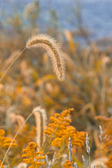 Autumn Grass