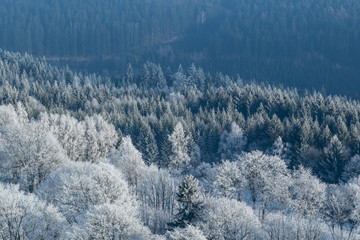 Frozen trees, winter coming