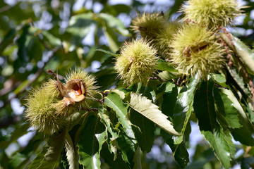 chestnuts inside chestnut hedgehog or Castanea sativa in autumn