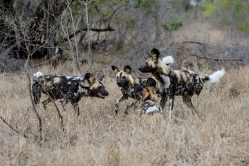 African Wild Dog in the south of the Kruger National Park in South Africa