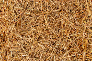 Yellow dry hay straw backdrop texture. Dry cereal plants, farm rural agricultural. - obrazy, fototapety, plakaty