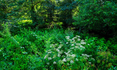 Fototapeta na wymiar Field of Wildflowers in a lush, green summer forest