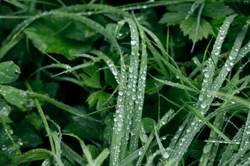 Natural green background. Natural beauty background. Dew drops on green grass in the morning. Close-up, horizontal, cropped shot. Concept of natural beauty.