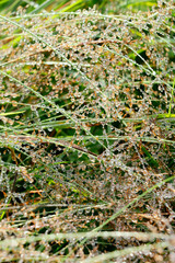 Blurred natural background. Texture of grass covered with dew drops. Beads of dew. Close-up, vertical, cropped shot. Concept of natural beauty.