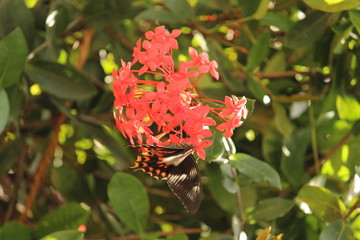 Colorful or monarch butterfly takes or picking honey from the Butterfly Milkweed / orange flower on the evening