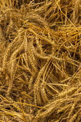 Ripe ears of wheat hay, vertical backdrop drop. Dry straw from barley rye wheat, dried spike, Livestock feed