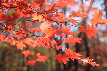 Red maple autumn leaves