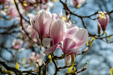 Obraz premium Close up of pink magnolia blossoms. pring floral background with magnolia flowers. Blooming Magnolia tree. Selective focus